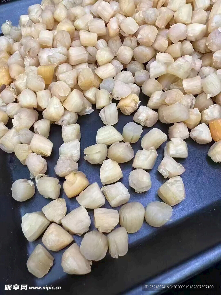 干贝