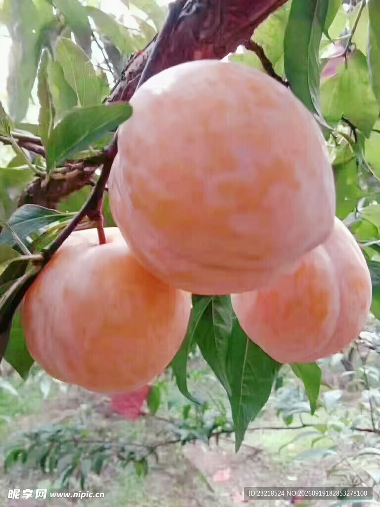 桃树