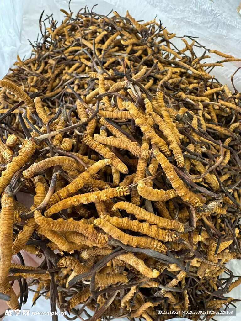 虫草