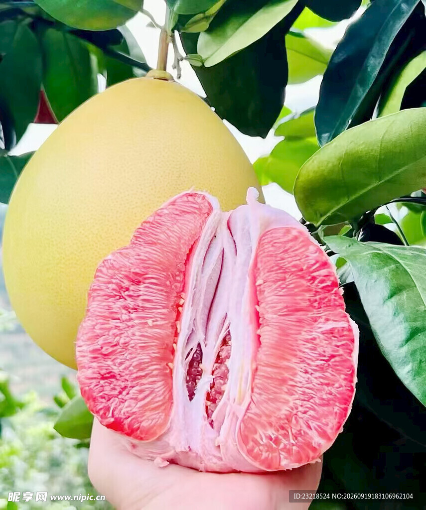 红心柚