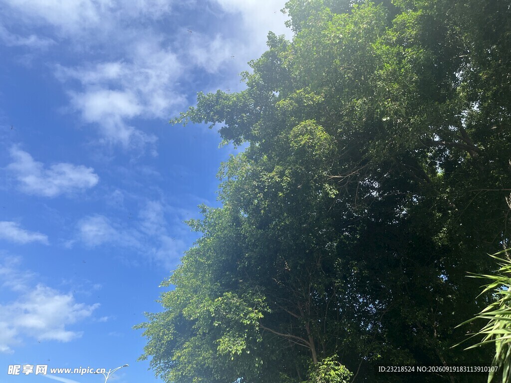 蓝天绿树