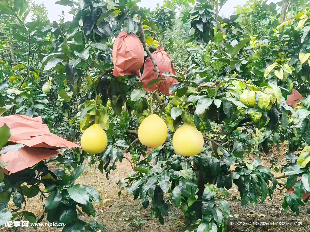 柚子树