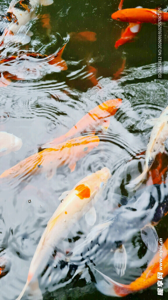 池塘中游动的多彩锦鲤