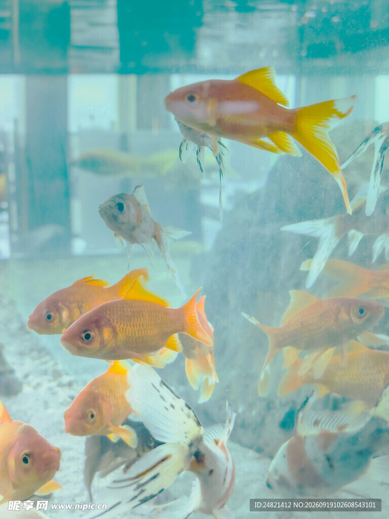 多彩金鱼在水中畅游
