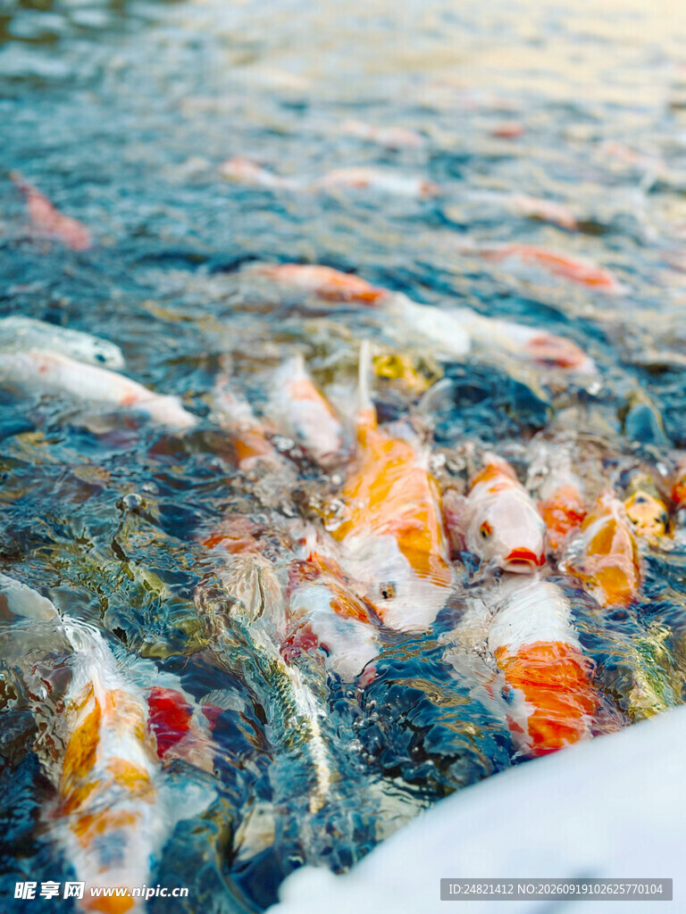 池塘中游动的多彩锦鲤