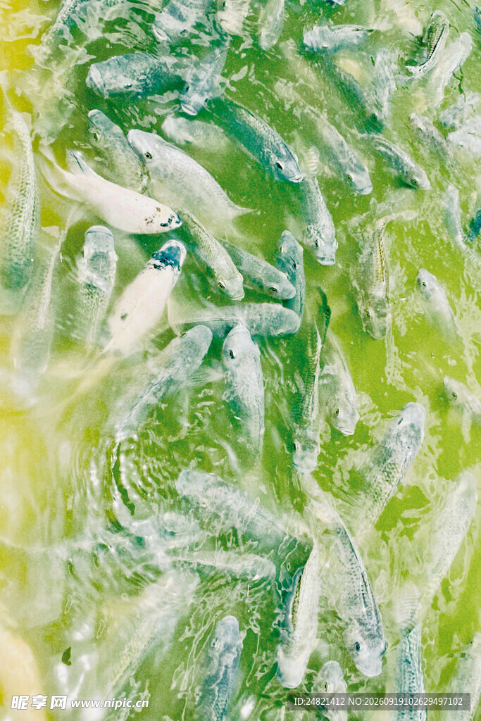 水中群鱼游动景象