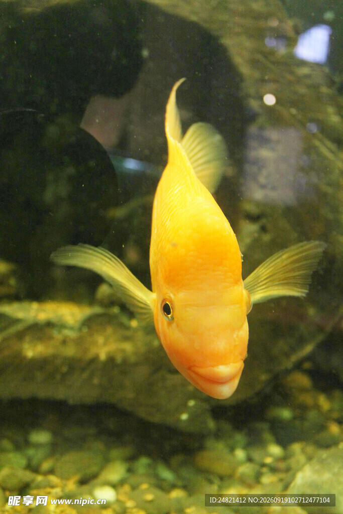 金黄观赏鱼悠游于水族箱