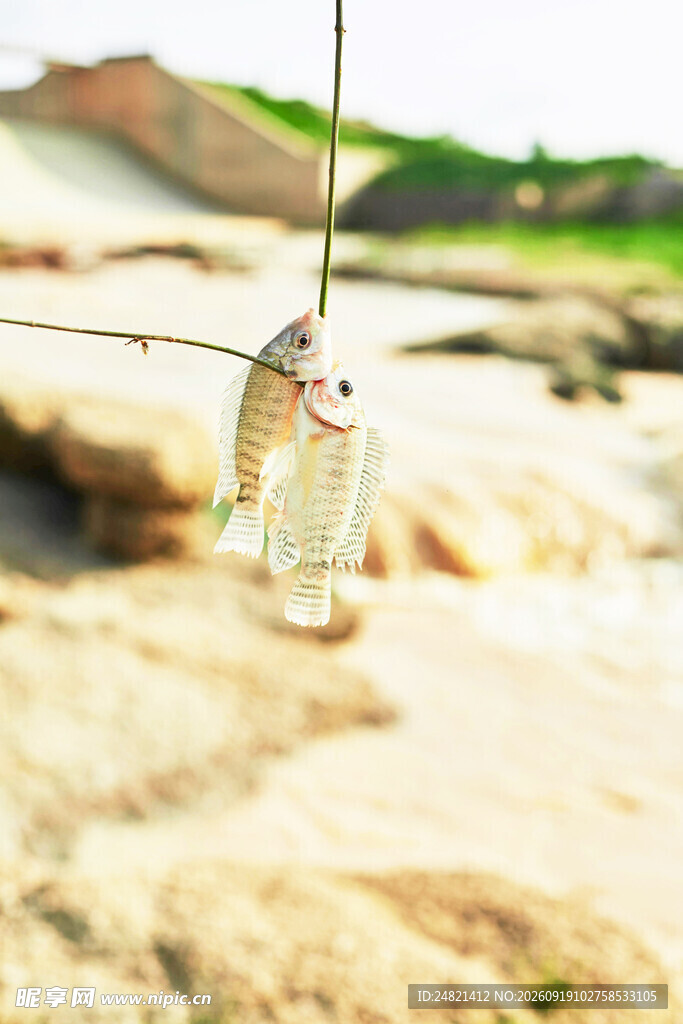 鱼钩挂着小鱼