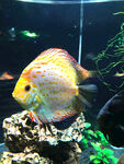 多彩七彩神仙鱼在水族箱中