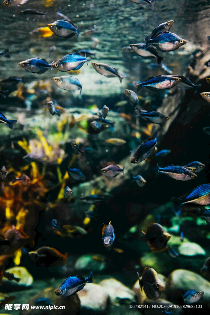 多彩海底世界中的缤纷鱼类