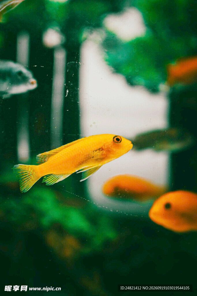 水中畅游的黄色观赏鱼
