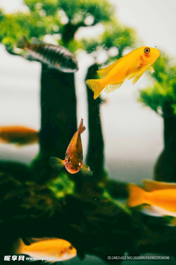灵动金鱼在水中悠游
