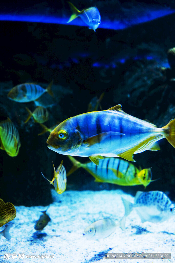绚丽多彩的水族馆鱼类