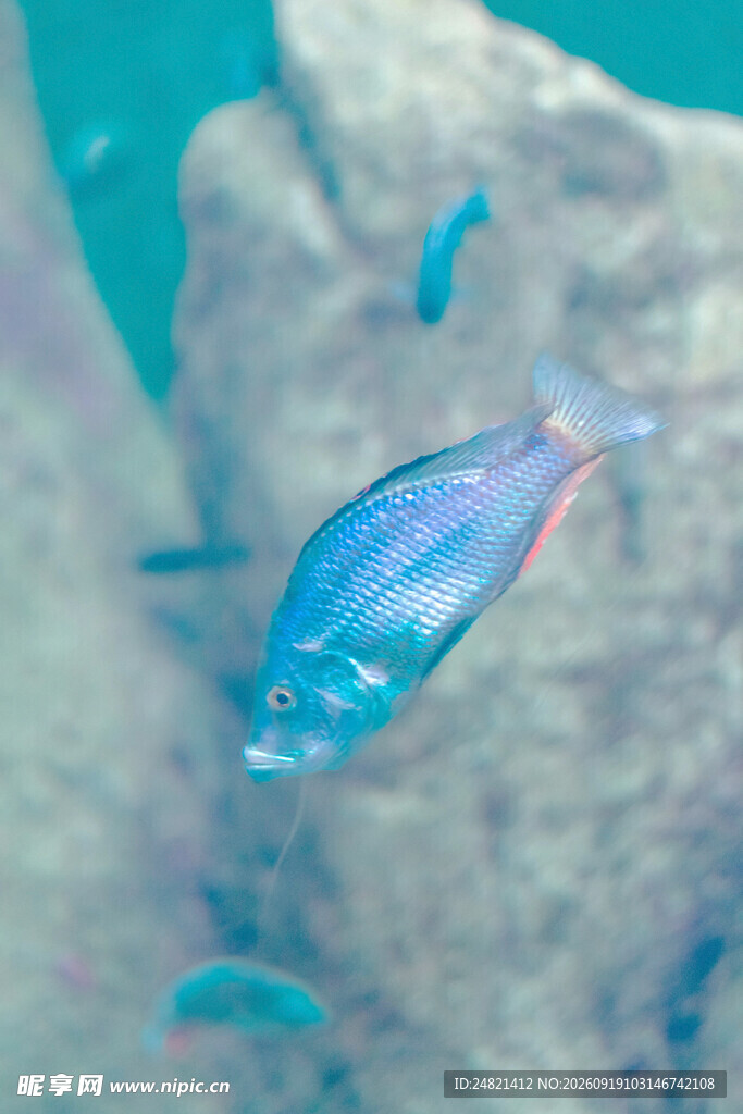 蓝色小鱼在水中游动