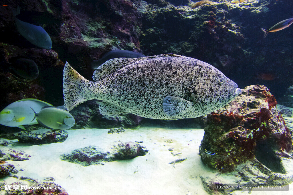 水族馆中的大型鱼类