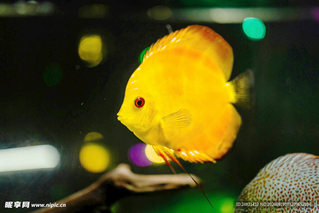 金黄神仙鱼在水族箱中