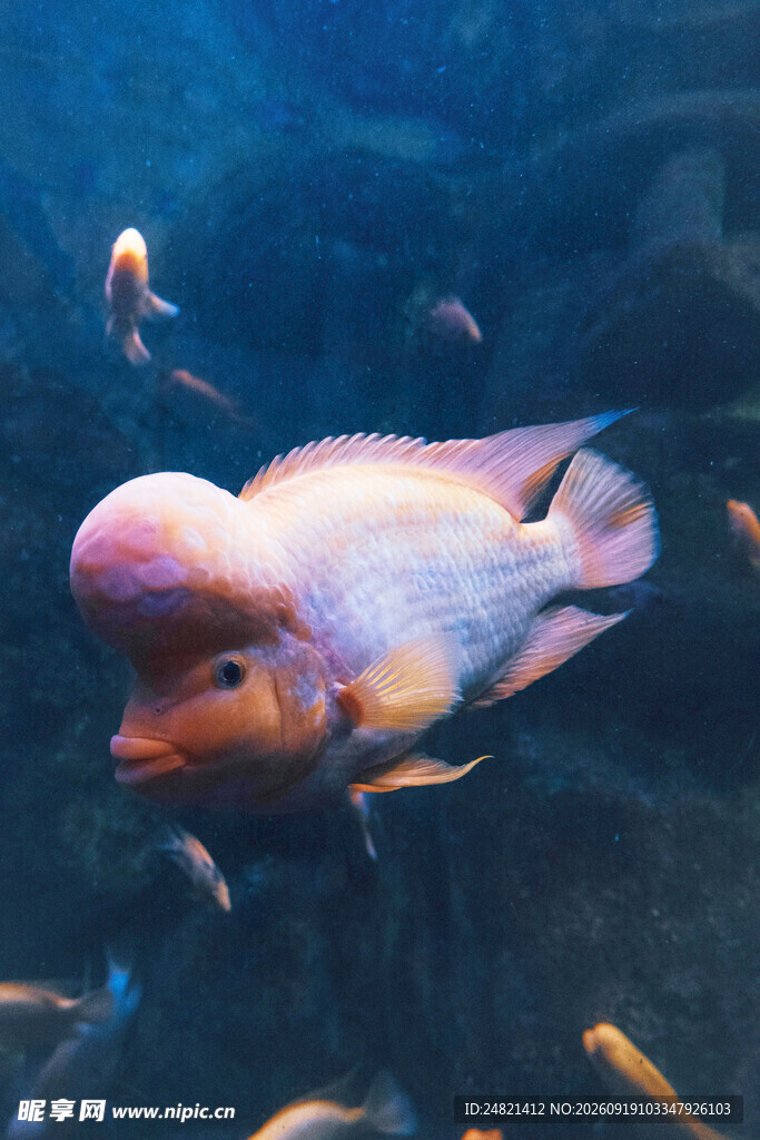 海底多彩鱼群悠游画面