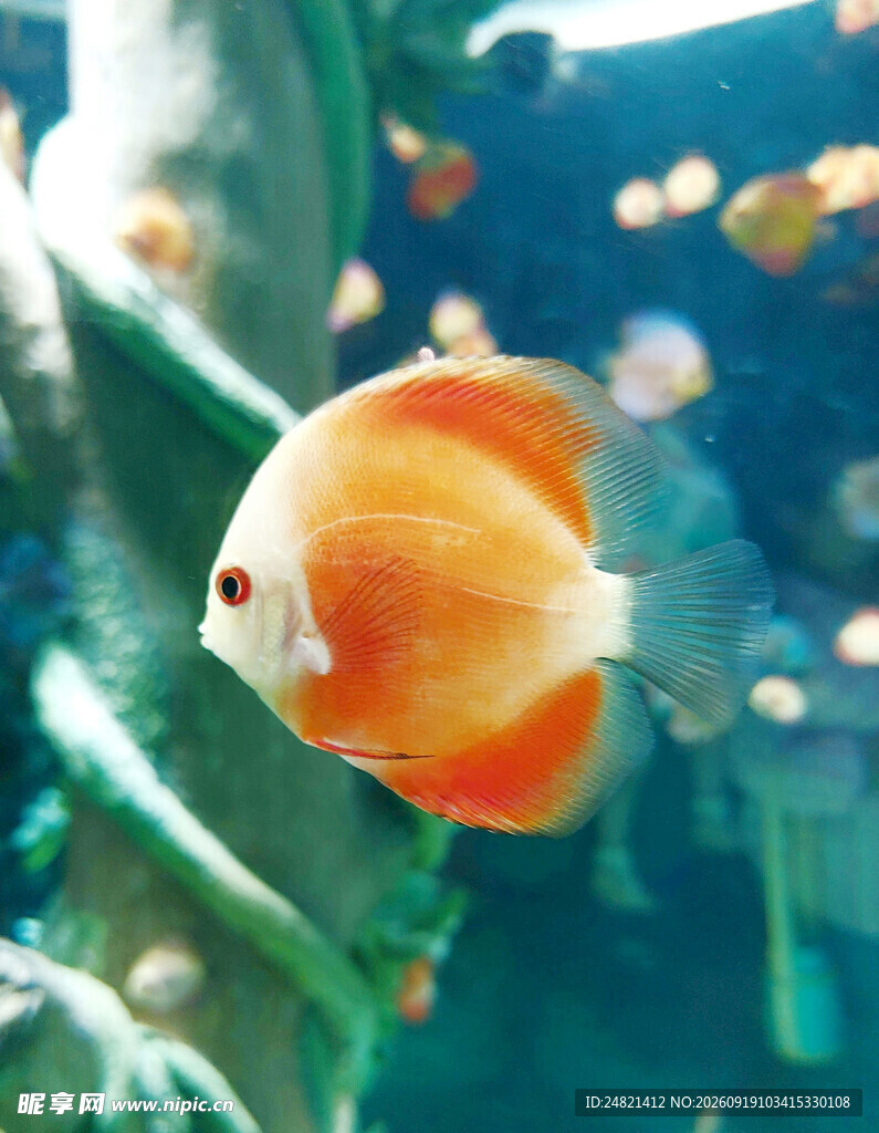 水中游弋的橙色观赏鱼