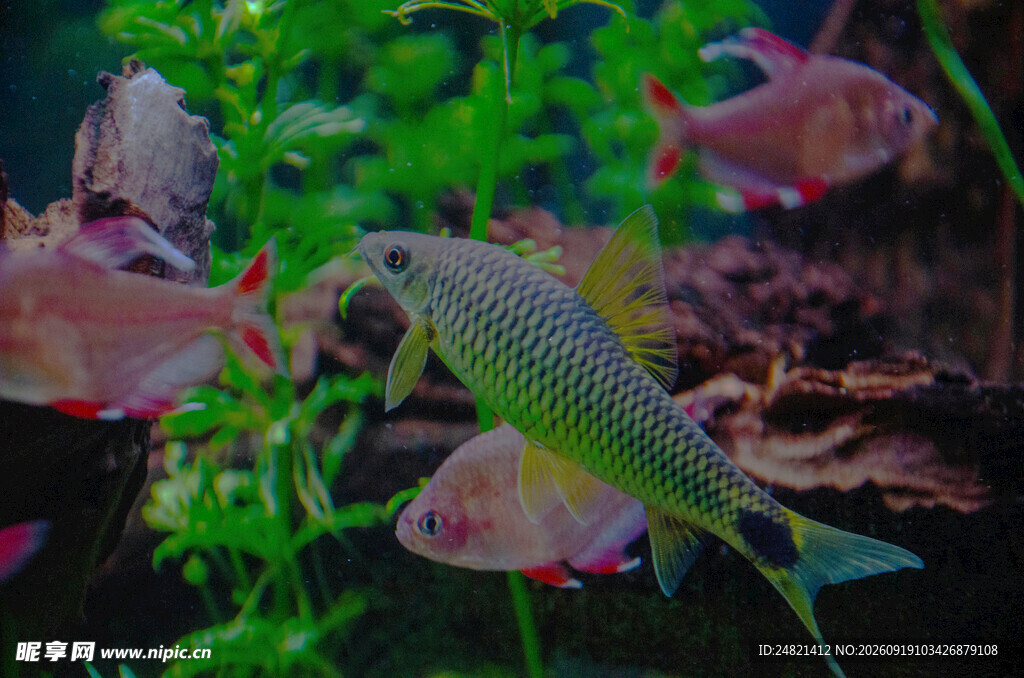 多彩水族箱中的灵动小鱼