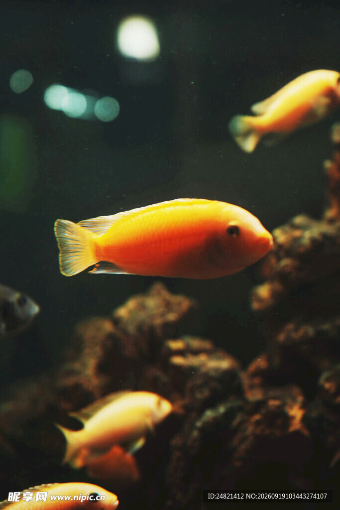 橙色观赏鱼在水族箱中游弋
