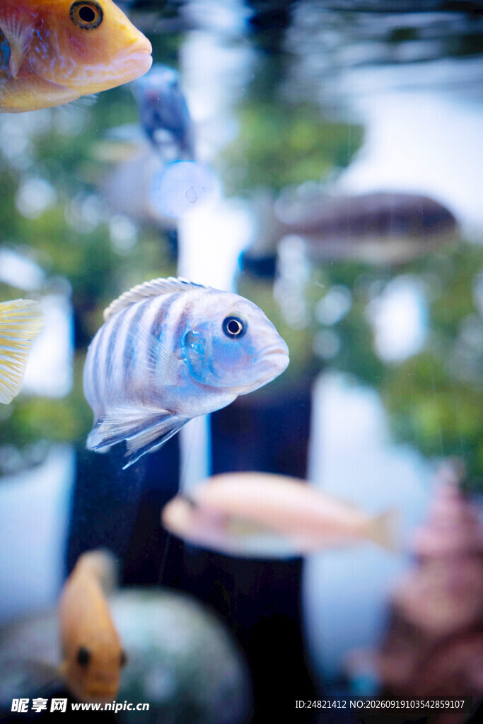 灵动条纹鱼在水中畅游