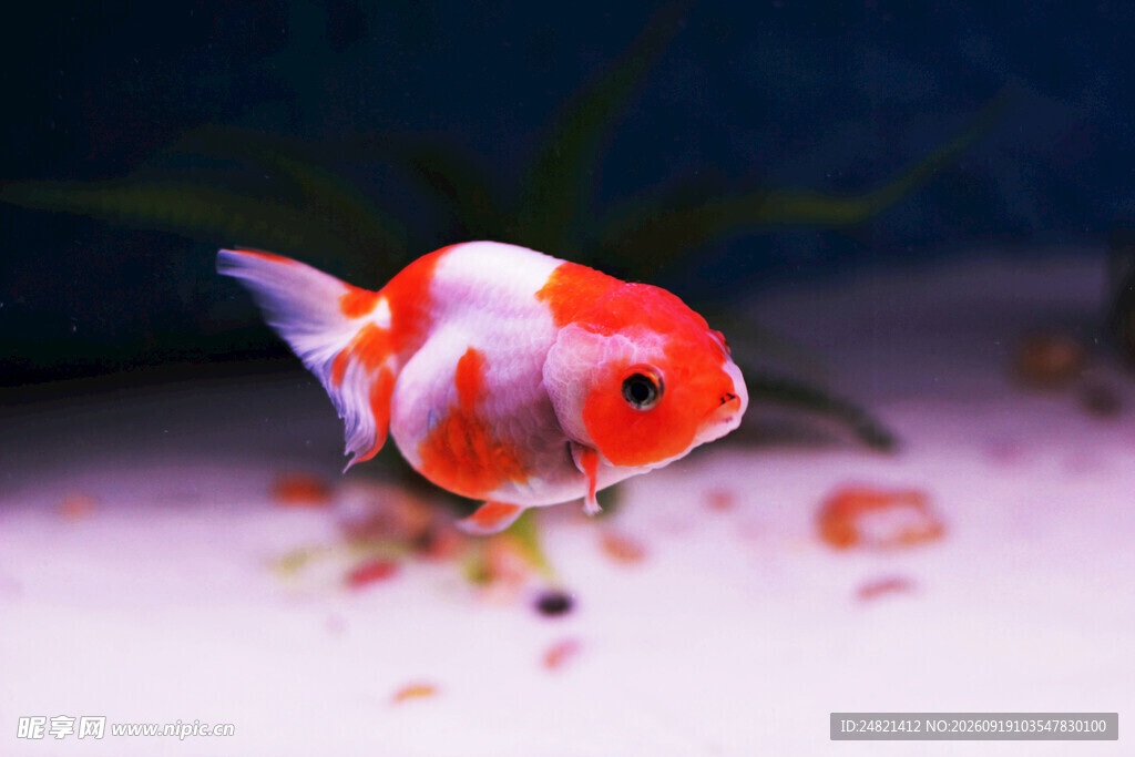红白金鱼水中优雅游动