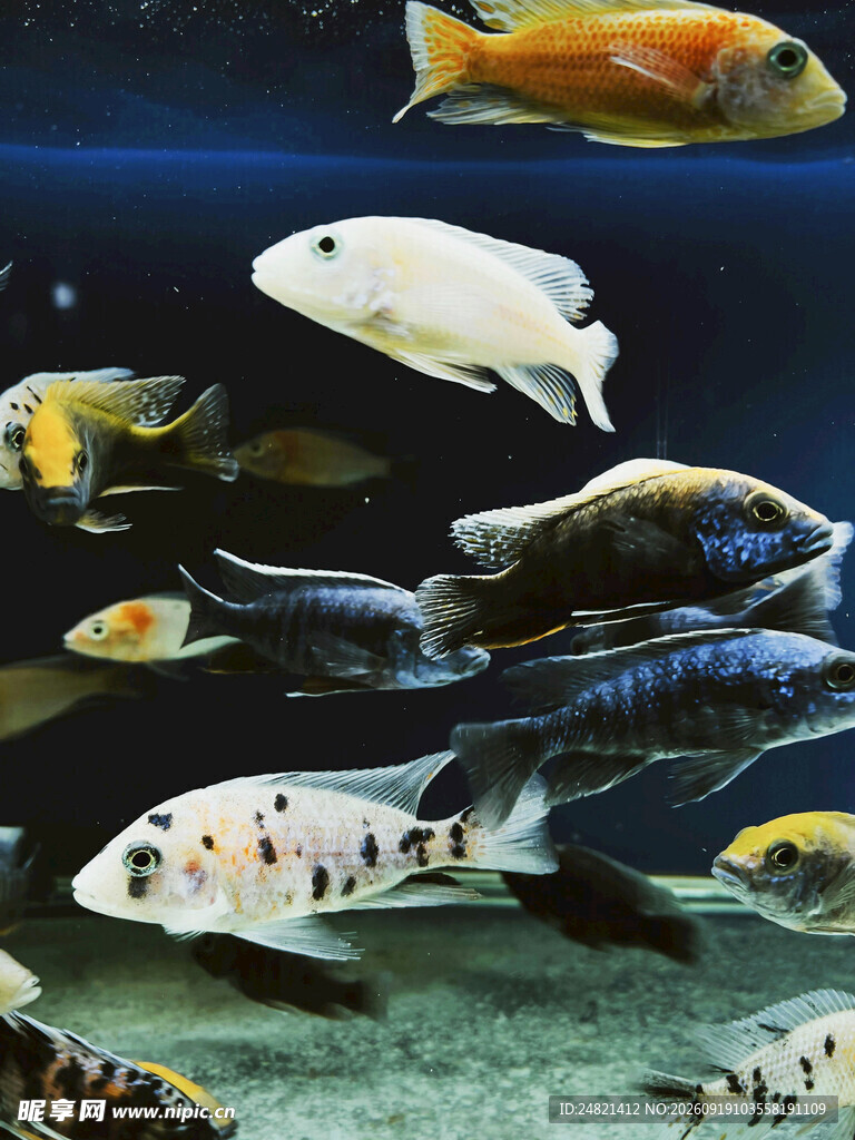 多彩观赏鱼在水中畅游