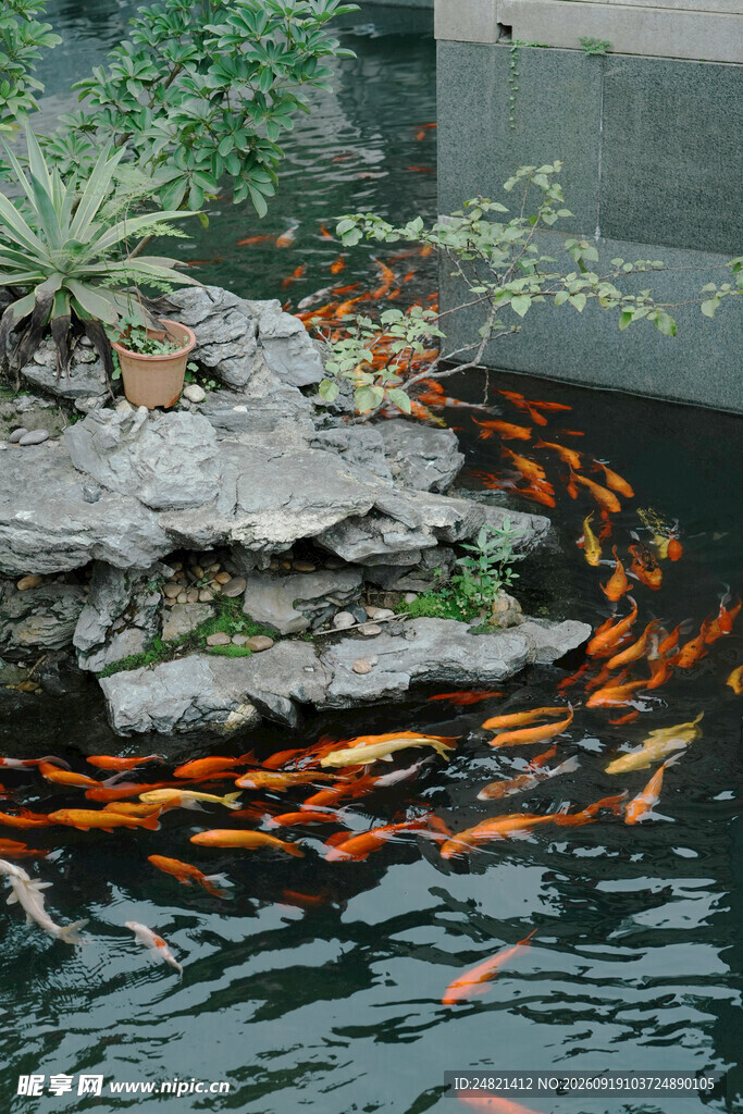 池塘锦鲤绕假山嬉戏