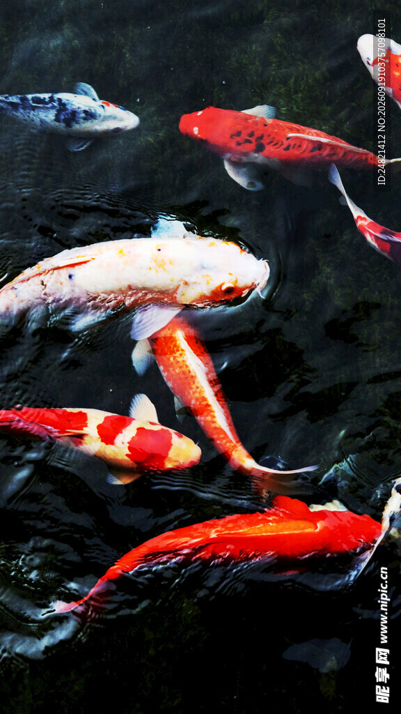 水中锦鲤游动画面
