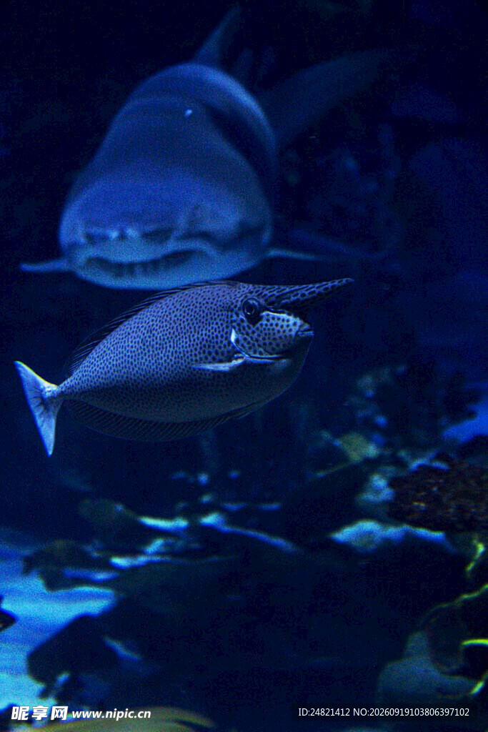 水族馆中的奇妙鱼类景观