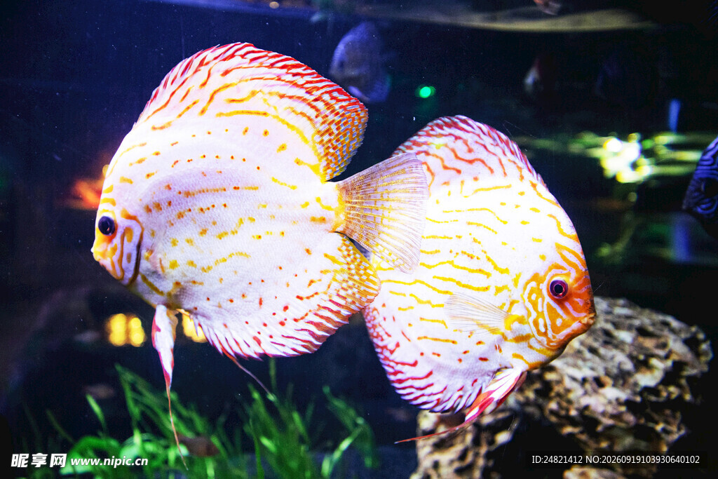 双七彩神仙鱼于水族箱中