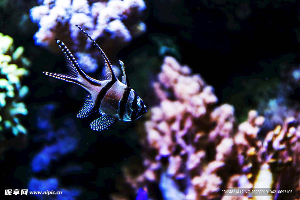 水族馆中的美丽条纹鱼