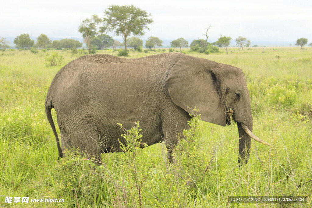草原上独行的大象