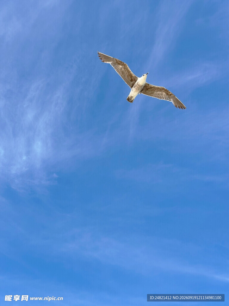 蓝天中翱翔的海鸥