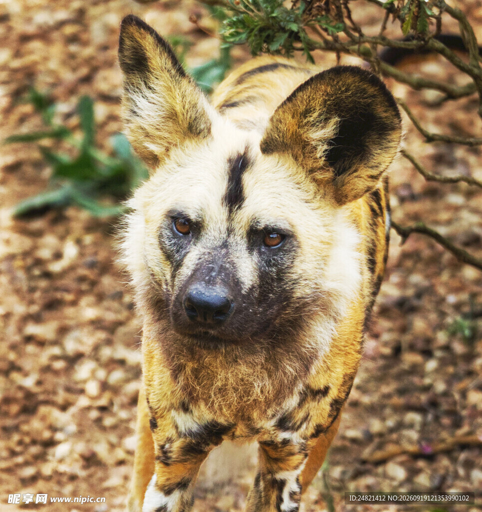 非洲野犬特写