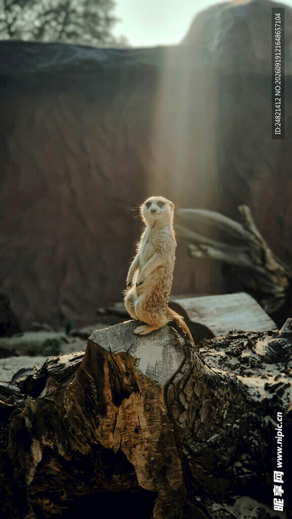 岩石上的猫头鹰