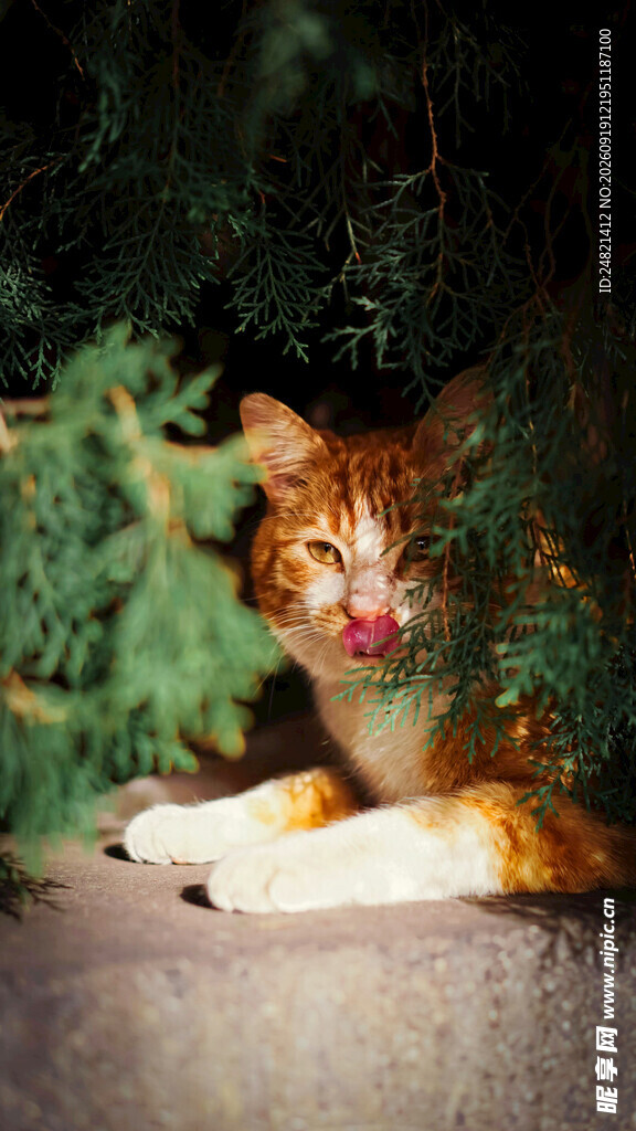 圣诞氛围中的可爱橘猫