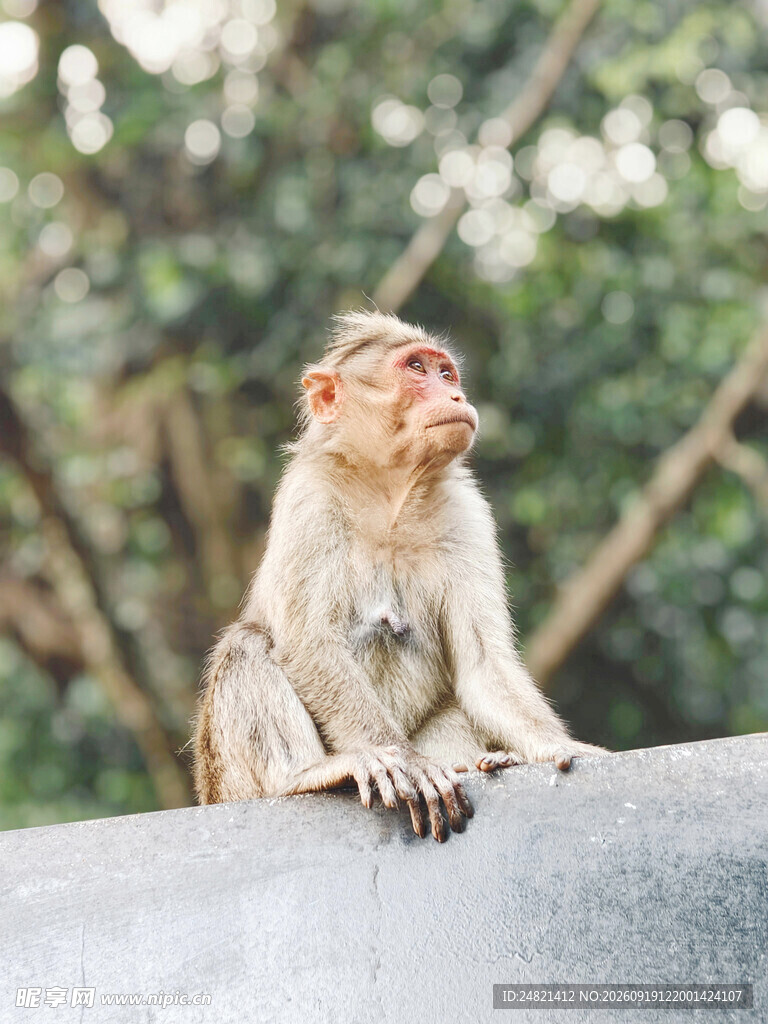 石上猴子