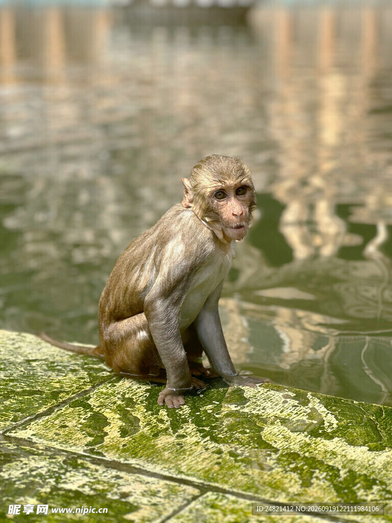 水边坐立的猴子