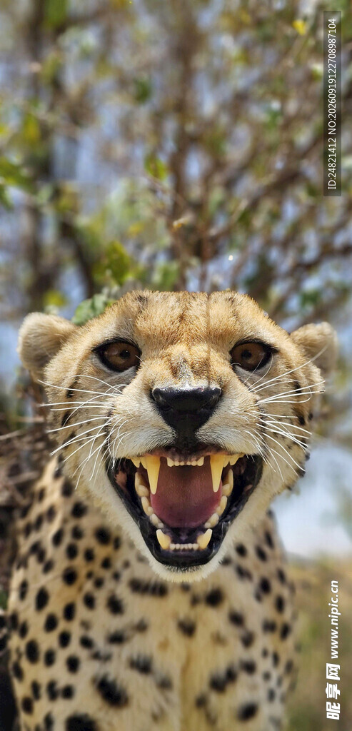 张嘴咆哮的猎豹
