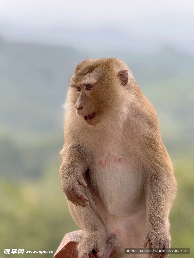 独坐的猴子