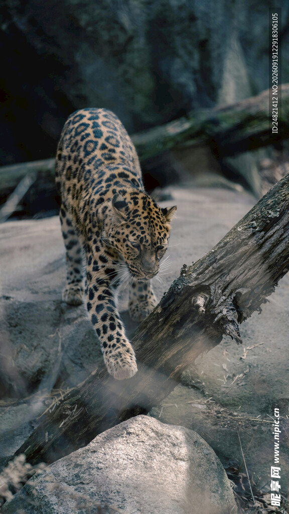 岩石上的猎豹