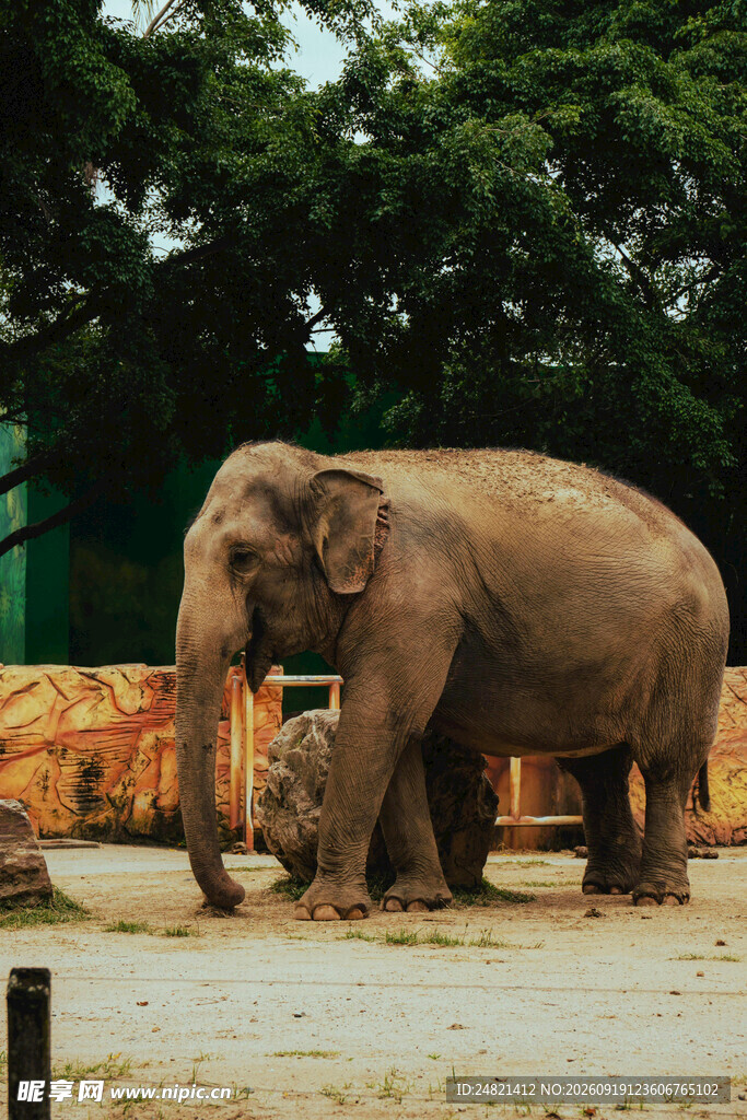 动物园中的大象