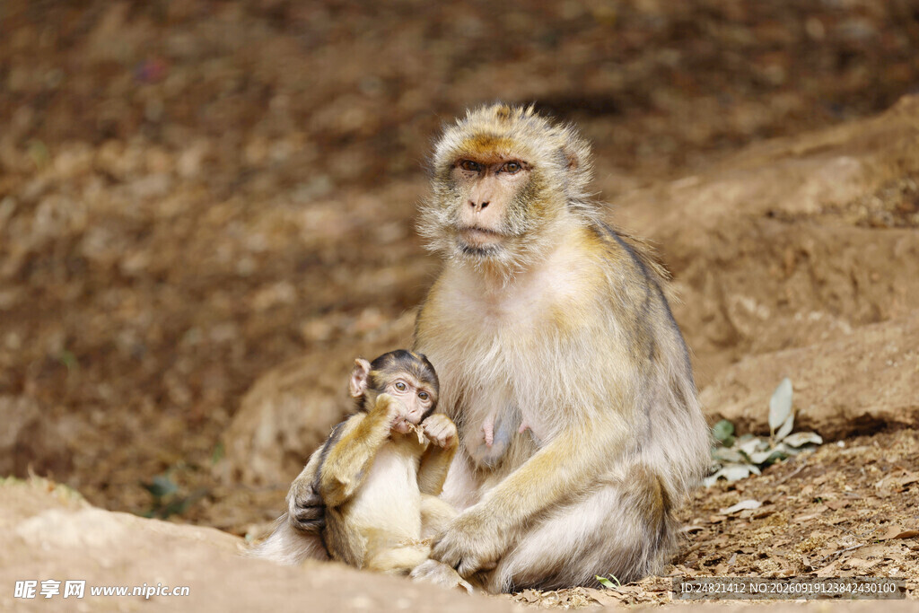 母猴与小猴依偎的温馨瞬间