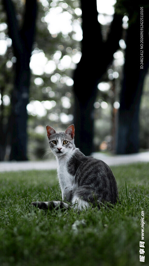 草地上的可爱猫咪