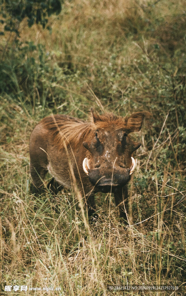 草原上的野猪