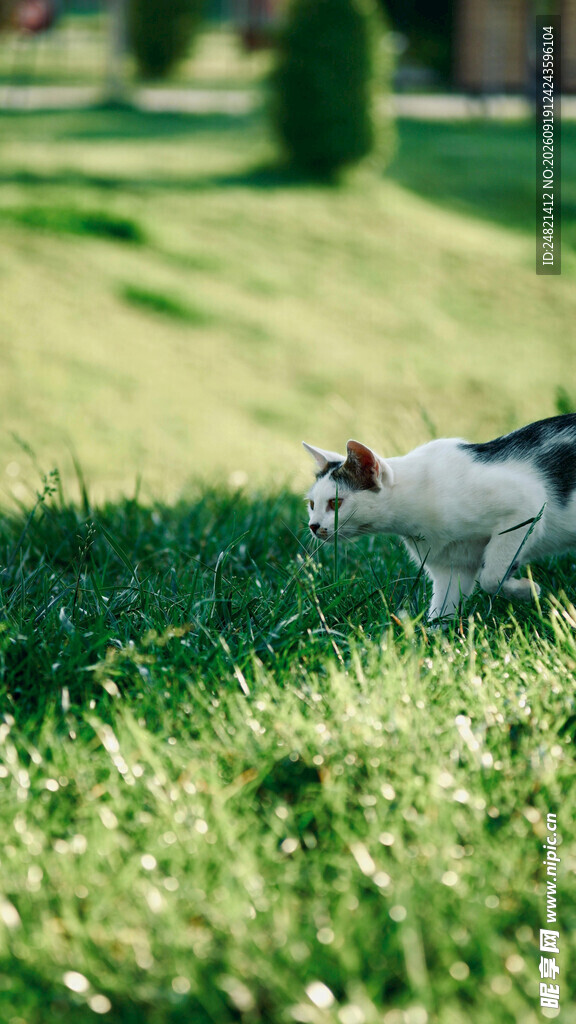 草地上的可爱猫咪