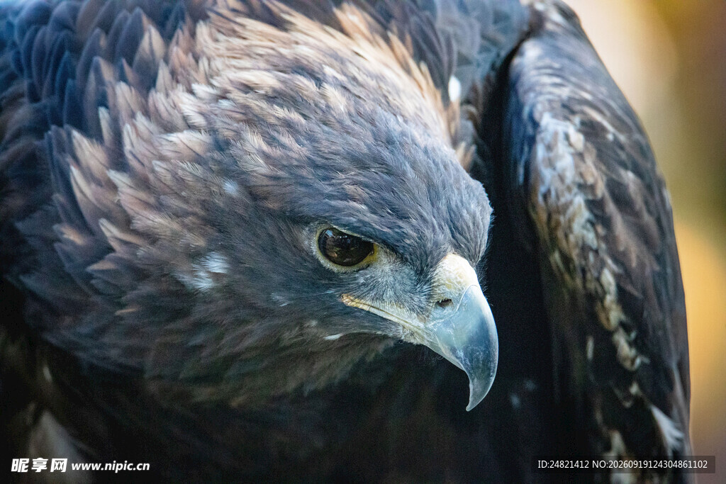 凝视的雄鹰