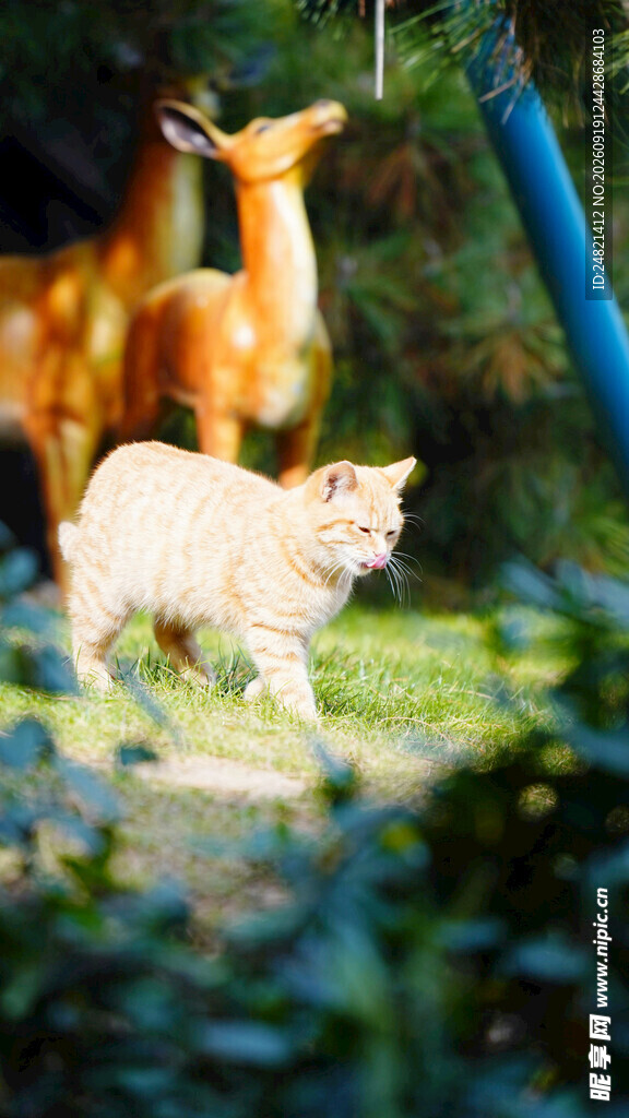 草地上的猫咪与小鹿