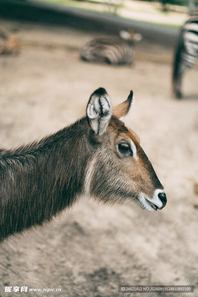 羚羊特写